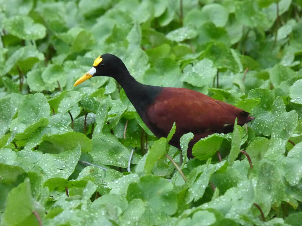 Costa Rica