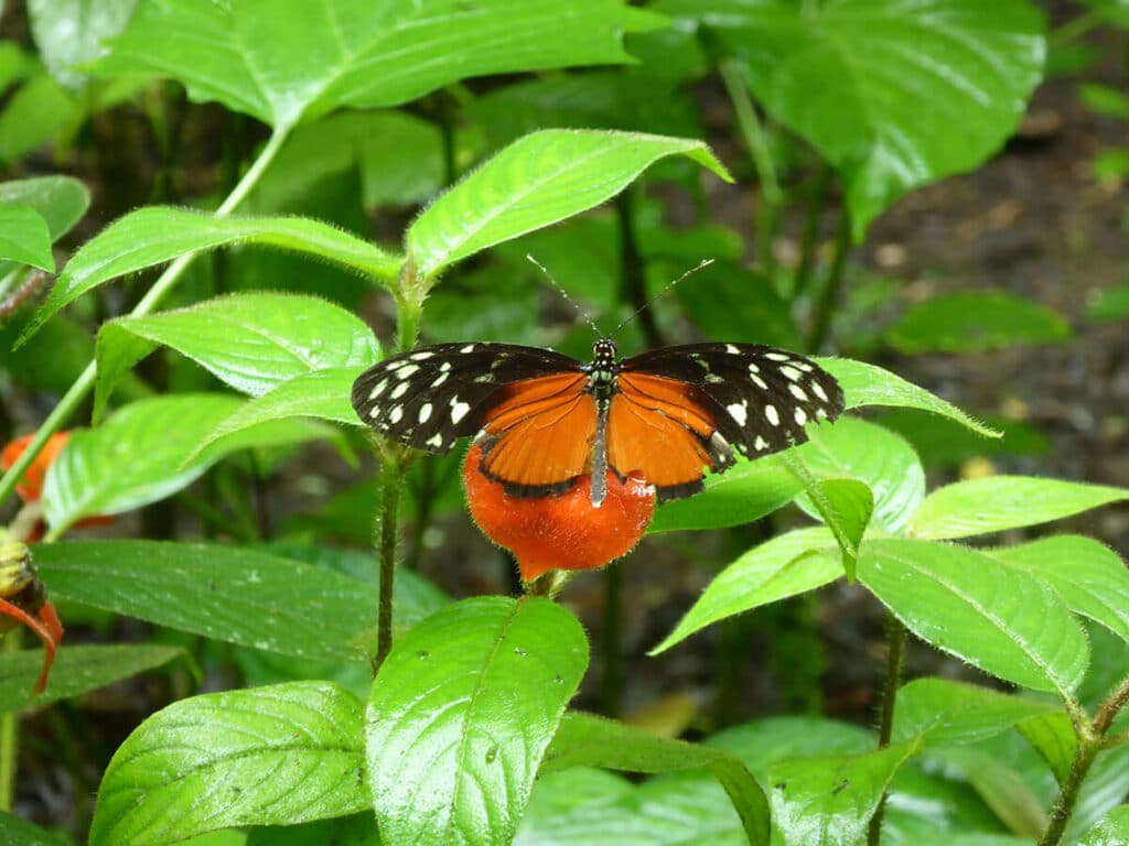 Costa Rica
