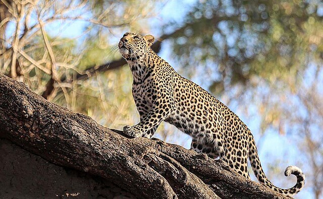 Botsawana Leopard