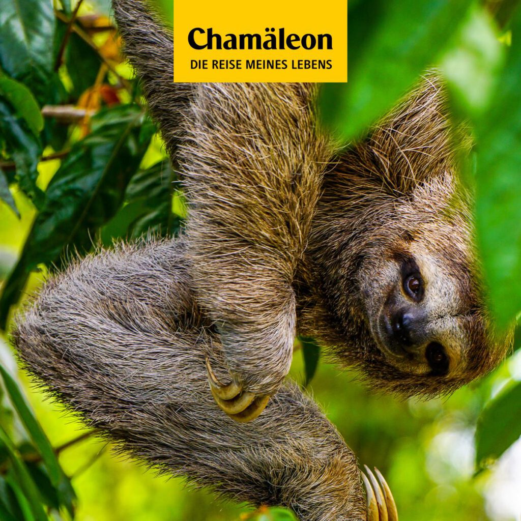 Chamäleon Reisen 2 Chamaeleon