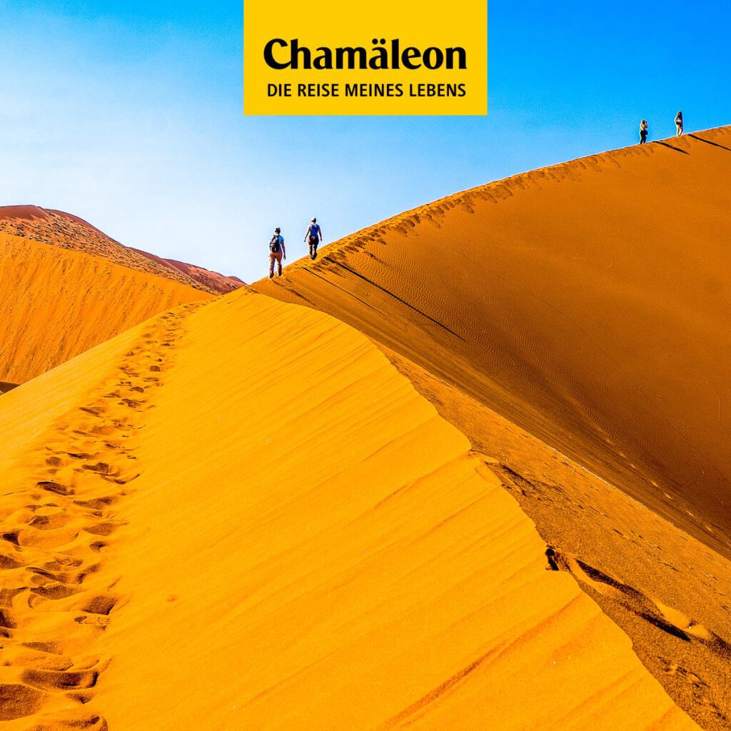 Chamäleon Reisen 4 Chamaeleon