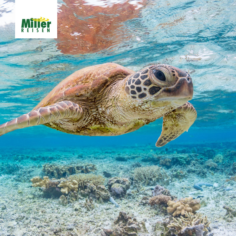 Schildkroete im Great Barrier Reef T iStock 834977064 square logo