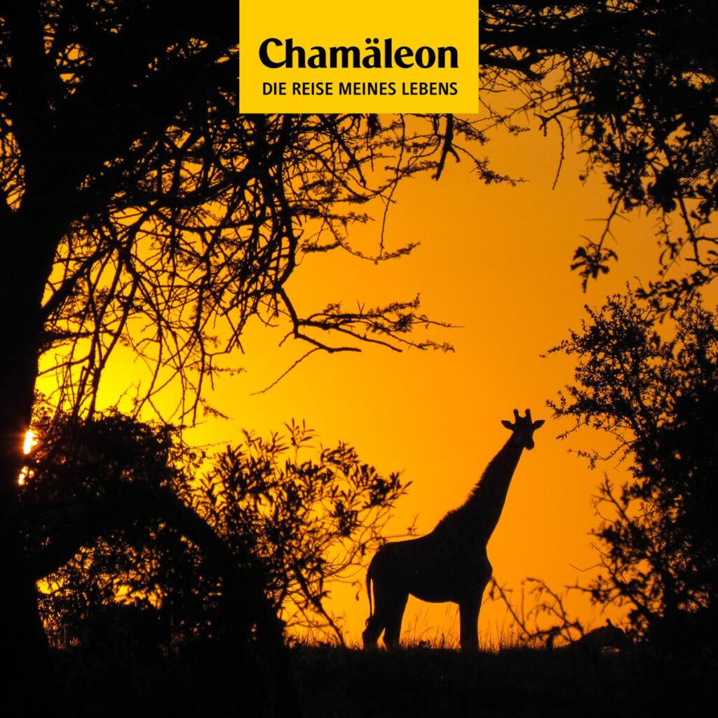 Chamäleon Reisen 6 Chamaeleon