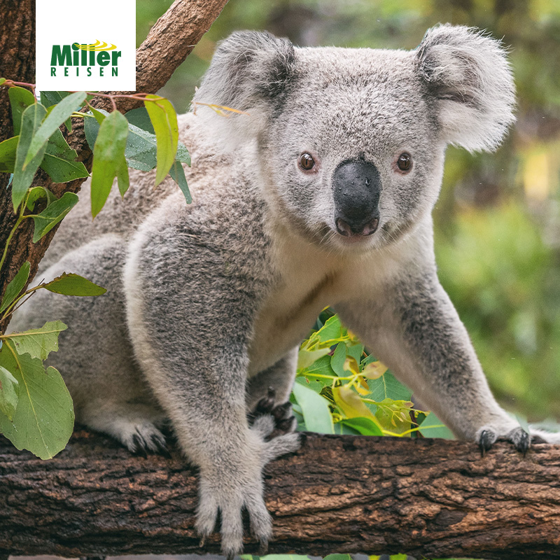 Home 55 Australien hautnah - Miller Reisen